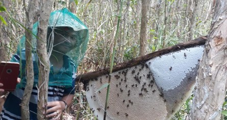 Tour Cà Mau 2 ngày 1 đêm: Đất Mũi – Rừng U Minh Hạ – Gác Kèo Ong ( Nghỉ đêm tại U Minh Hạ)