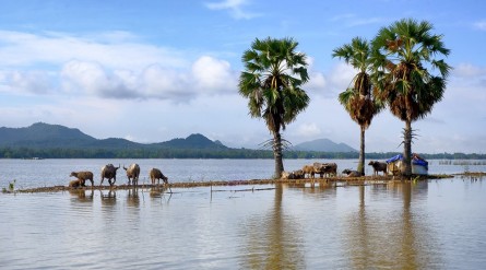 Tour An Giang mùa nước nổi: Vàm Nao – Châu Đốc 1 ngày từ Cần Thơ