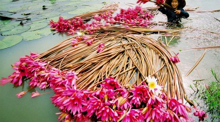 Tour Miền Tây mùa nước nổi 2 ngày 1 đêm: Rừng Tràm Trà Sư – Búng Bình Thiên từ TP HCM