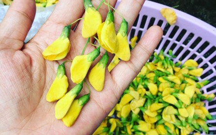 Những món ăn đặc sản Miền Tây mùa nước nổi từ bông điên điển