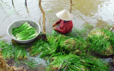 Các món ngon đặc sản Miền Tây mùa nước nổi