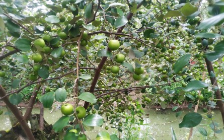 Cù lao Ông Hổ – Điểm du lịch sinh thái kết hợp về nguồn đặc sắc của An Giang