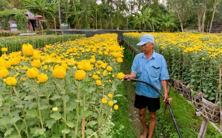 Ngắm nhìn Làng hoa An Thạnh ở An Giang khoe sắc