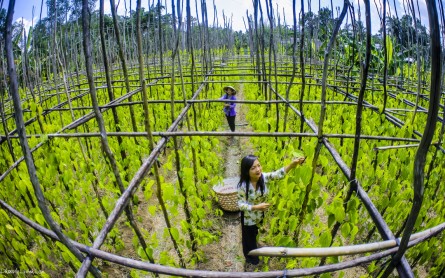 Địa điểm du lịch Hậu Giang nổi bật không thể bỏ qua