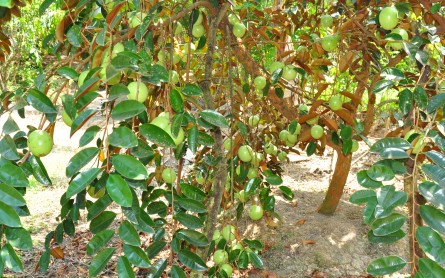 Những miệt vườn trái cây Miền Tây hấp dẫn du khách nhất