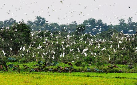 Khám phá khu bảo tồn đất ngập nước Láng Sen – Long An
