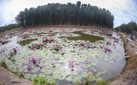 Rừng Tràm Vị Thủy – Khu du lịch sinh thái Việt Úc Hậu Giang
