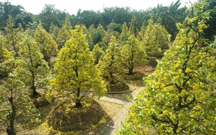 Trải nghiệm sông nước miệt vườn ở Cù Lao An Bình – Vĩnh Long