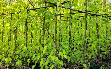 Làng Trầu Vị Thủy – Vương quốc trầu lá ở Hậu Giang