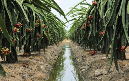 Đến Long An nhớ ghé thăm Vườn Thanh Long