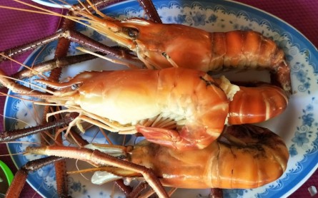 Khám phá Cồn Tân Long – Cù Lao Rồng trong Tứ Linh Cồn