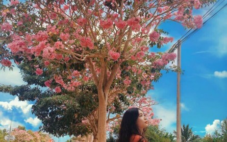 Vẻ đẹp lãng mạn của Con đường Hoa Kèn Hồng Sóc Trăng