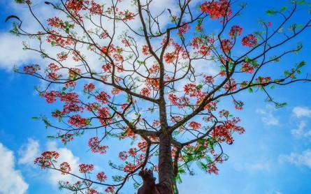 Rực rỡ con đường Hoa Phượng ở Hậu Giang