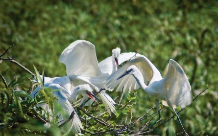 Vườn Cò Tư Sự – Điểm đến thú vị ở Cà Mau