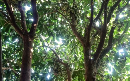 Vườn dâu Cái Tàu Cà Mau – Xứ sở của loài dâu