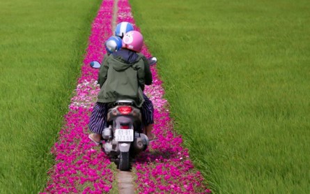 Con đường hoa mười giờ tuyệt đẹp ở Gò Công – Tiền Giang