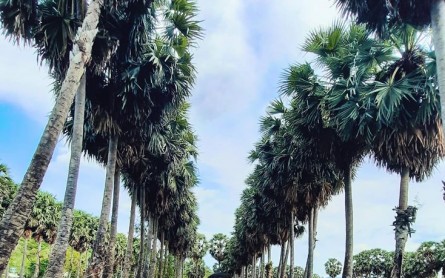 Hàng cây thốt nốt tuyệt đẹp ở Núi Phú Cường – Tịnh Biên – An Giang