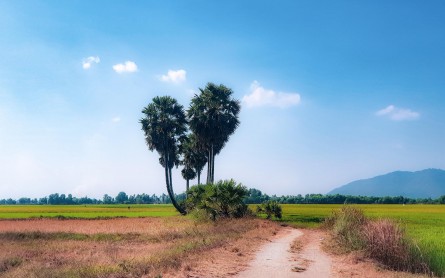 Cây thốt nốt trái tim ở An Giang đã trở lại