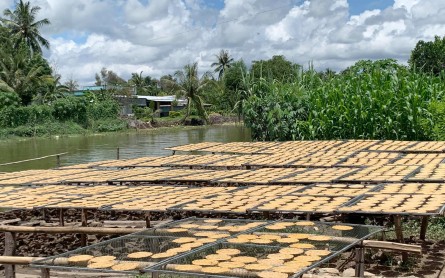 Làng nghề truyền thống làm chuối khô ở Cà Mau