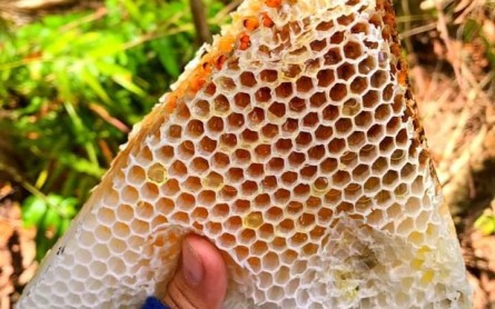 Nghề gác kèo ong Rừng U Minh Hạ – Di sản văn hóa phi vật thể Quốc gia