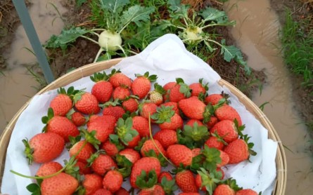 Vườn dâu Tây Cà Mau Farm