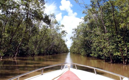 Khám phá Cồn Ông Trang – Cà Mau