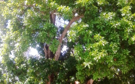 Ngắm cây lộc vừng di sản trên 300 tuổi ở Hậu Giang