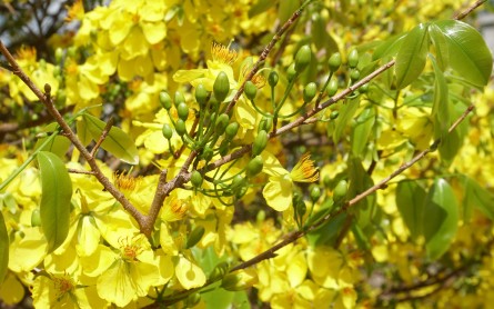 Làng Mai Phước Định Vĩnh Long – Điểm du xuân thú vị