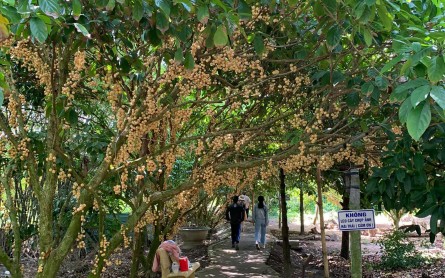 Vườn Dâu Thiên Ân – Ngã Bảy – Hậu Giang
