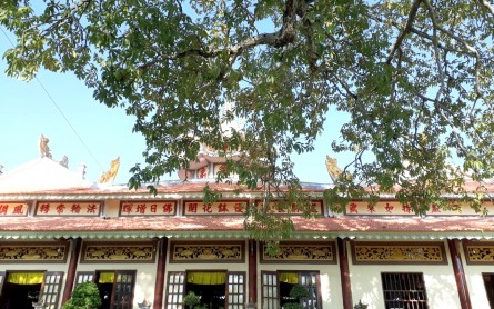 Vãn cảnh Chùa Diêu Quang chiêm ngưỡng cây Trôm cổ thụ