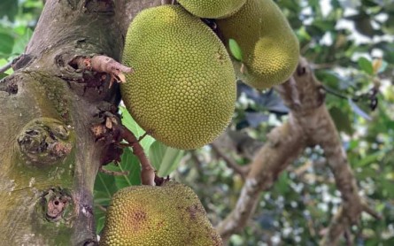 Cồn Mỹ Phước – Điểm du lịch xanh hấp dẫn