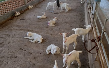 Nông Trại Dê Sữa Đông Nghi – Điểm đến thú vị ở Tiền Giang