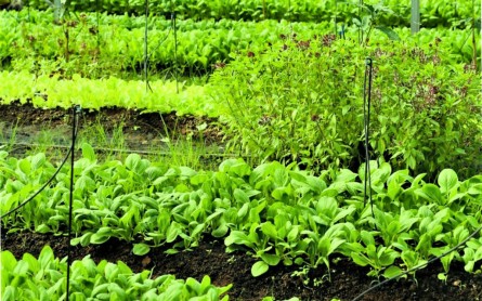 Bảo Gia Farm Camping Hậu Giang trải nghiệm làm nông nghiệp sạch