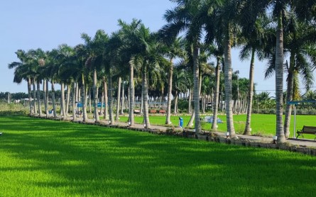 Hàng cau vua Tân Trụ – Con đường hạnh phúc ở Long An