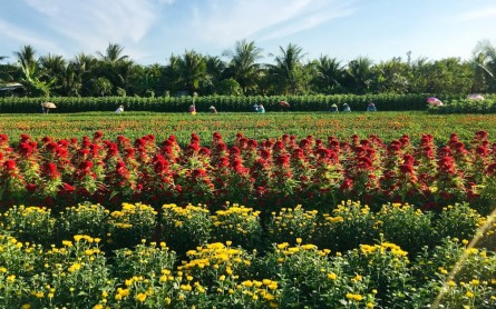 Du lịch Tiền Giang Tết Dương Lịch có gì vui?