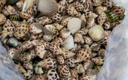 Du lịch Ba Hòn Đầm: Đi bộ giữa biển khơi, hóa ngư dân miền biển