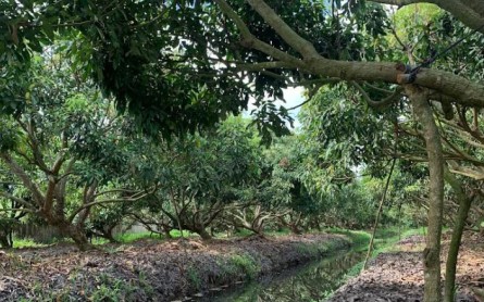 Đạp xe về miền ký ức ở Cù Lao Tân Thuận Đông