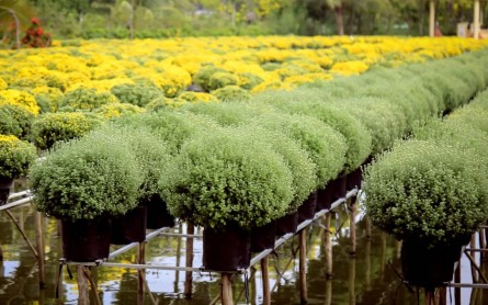 Du lịch Đồng Tháp từ Hà Nội: Di chuyển thế nào, ăn gì, đi đâu đẹp?