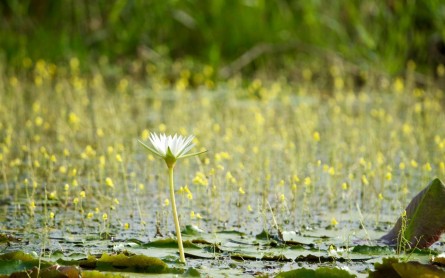 Vẻ đẹp choáng ngợp của Vườn quốc Gia Tràm Chim mùa nước nổi