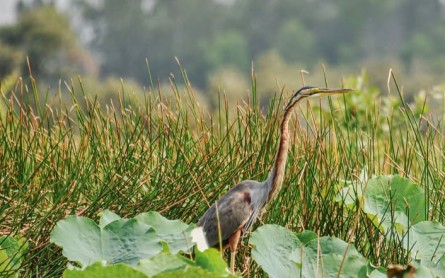 Đồng Tháp Cuối Năm Có Gì Mà “Gây Thương Nhớ” Đến Thế?