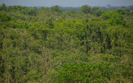 Đến khu Bảo tồn Đồng Tháp Mười đầu năm lắng nghe tiếng chim gọi bầy