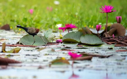 Du Xuân về Tràm Chim rực rỡ sắc hoa, rộn ràng tiếng chim