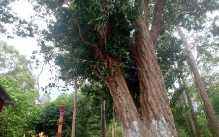 Đến chùa Svay Ta Hon mục sở thị cây vải thiều hơn 300 tuổi