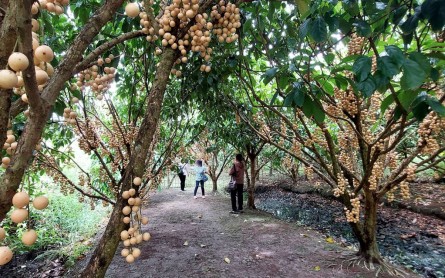Các điểm du lịch Cần Thơ mùa hè trốn nóng lý tưởng