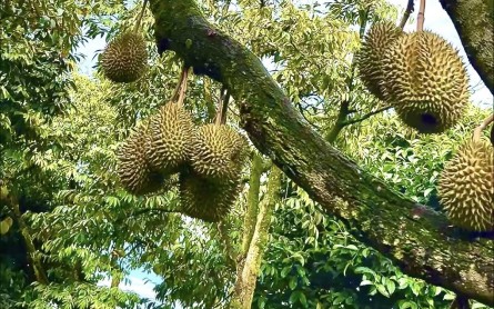 Vườn Trái Cây Cần Thơ Vào Mùa Đẹp Nhất Trong Năm