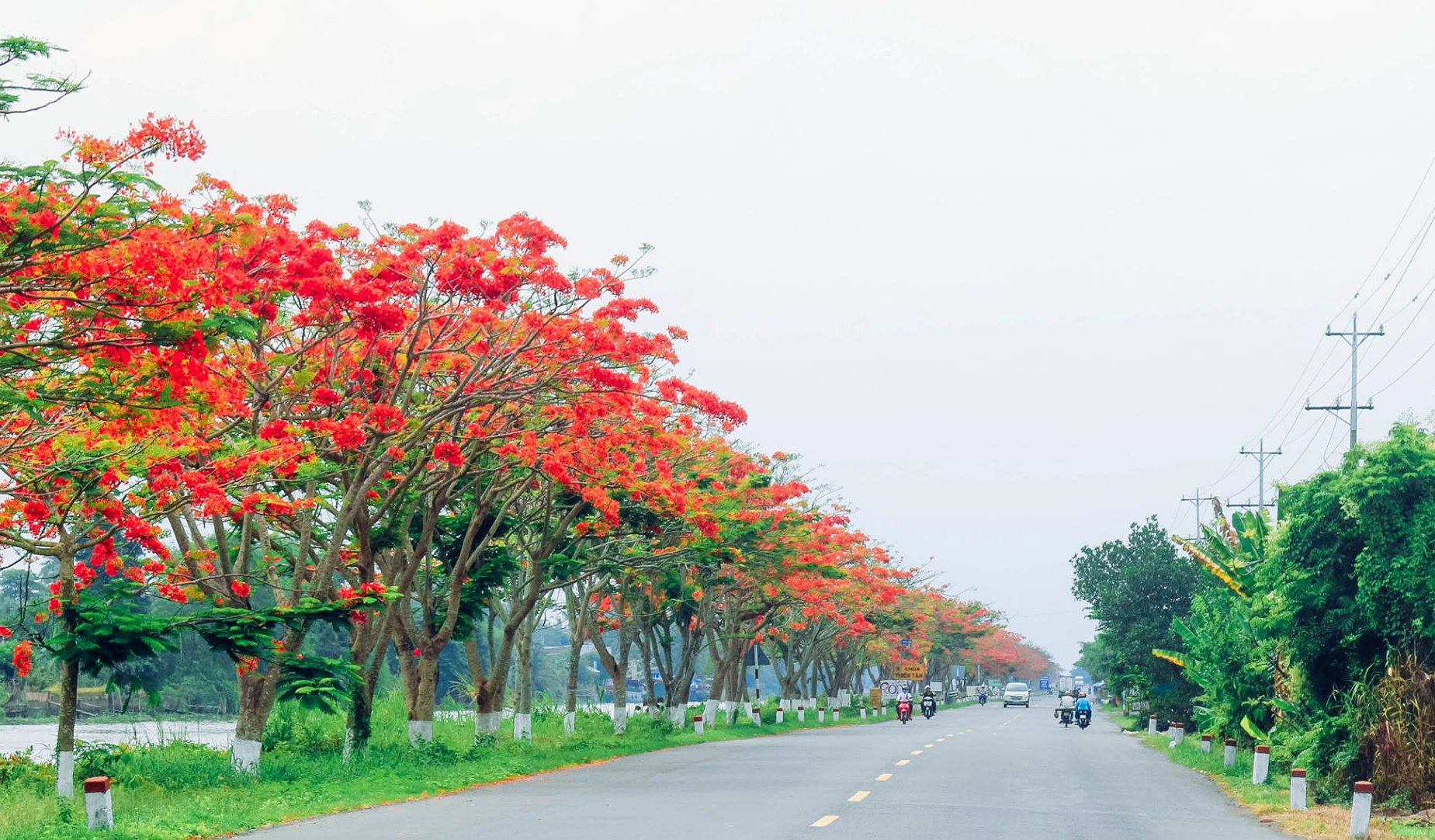 Con đường Hoa Phượng tuyệt đẹp ở Đồng Tháp - Du Lịch ...