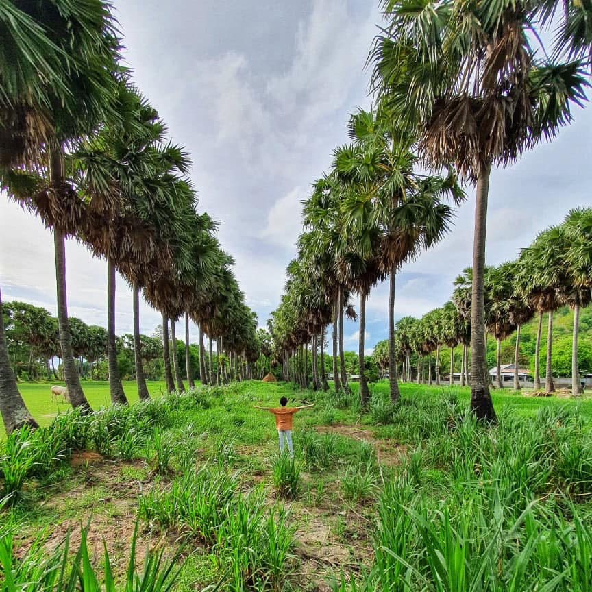 Hàng cây thốt nốt tuyệt đẹp ở Núi Phú Cường -Tịnh Biên - An Giang