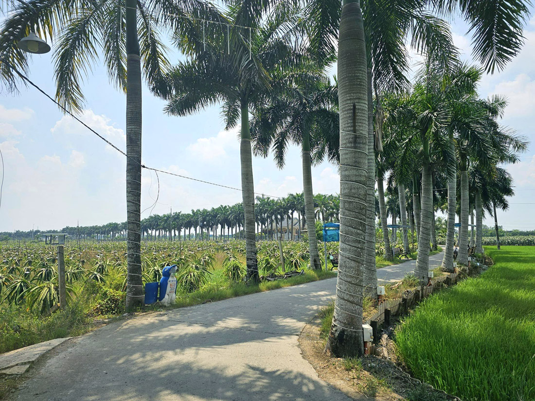 Hai bên là vườn thanh long đan xen với ruộng lúa