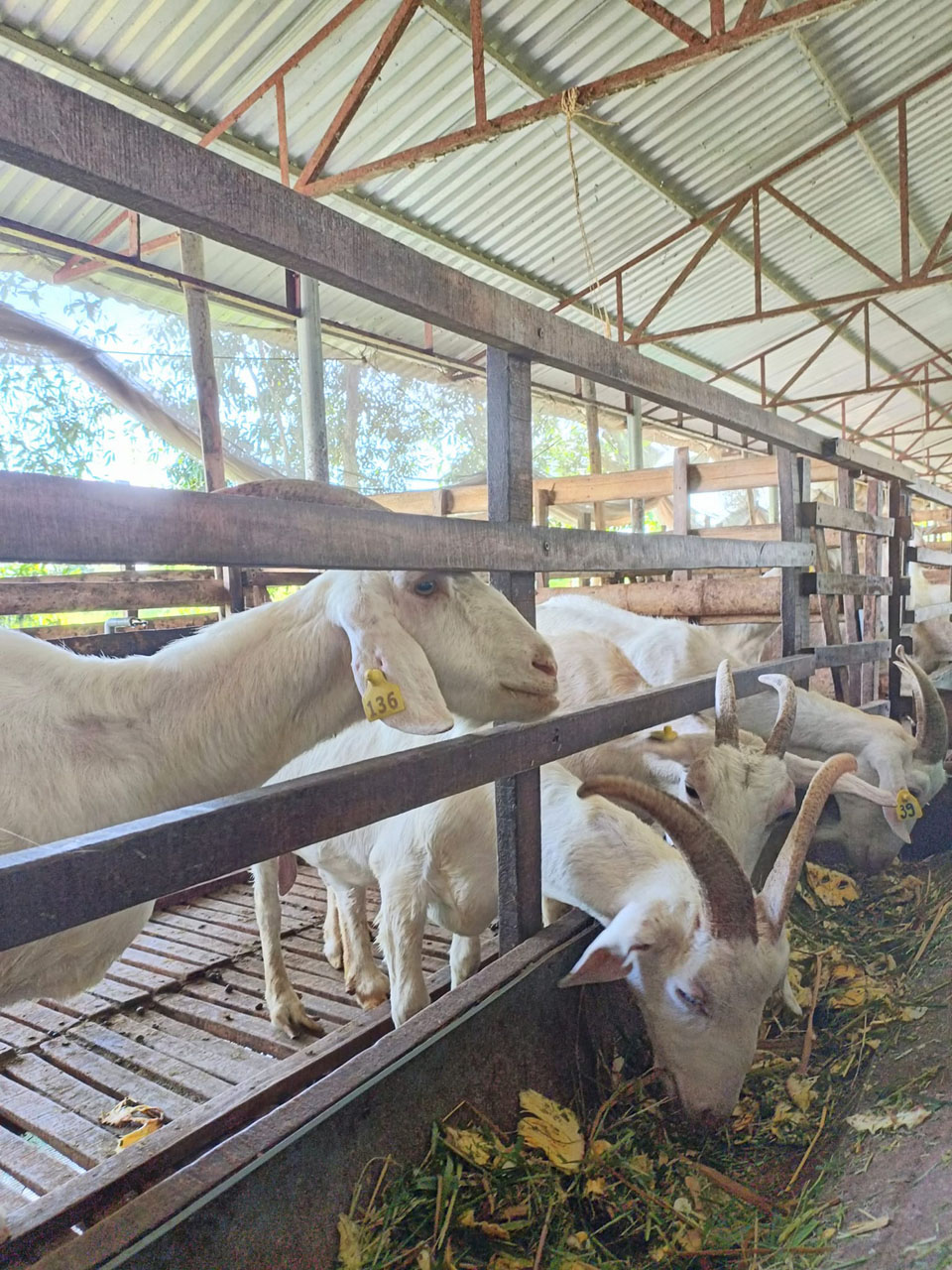 Những chú dê dễ thương xinh xắn trắng tinf