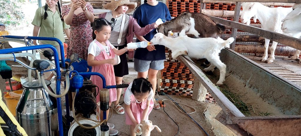 Các bạn nhỏ thích thú trải nghiệm cho dê uống sữa